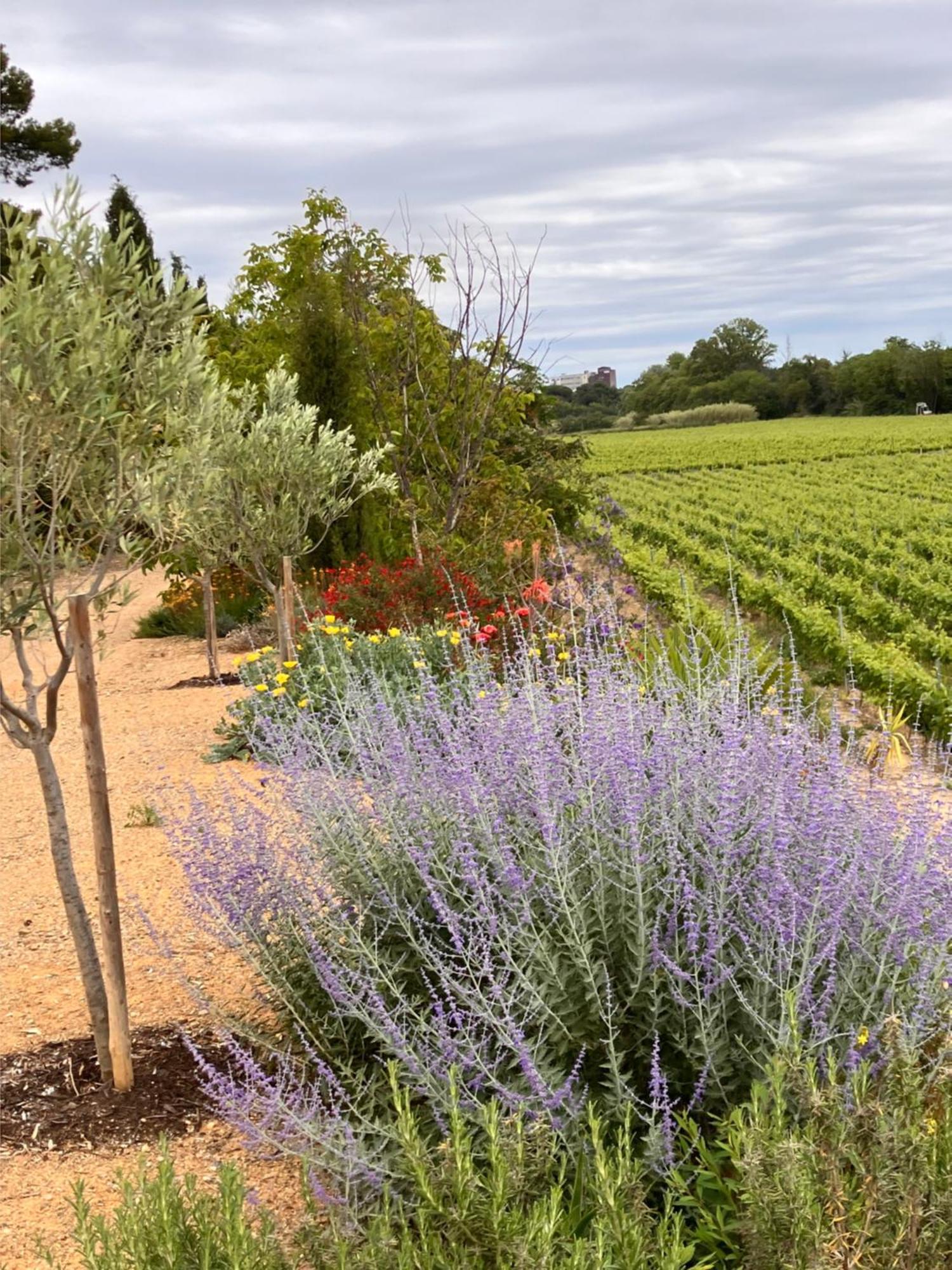 Domaine De L'Herbe Sainte Mirepeisset Eksteriør bilde