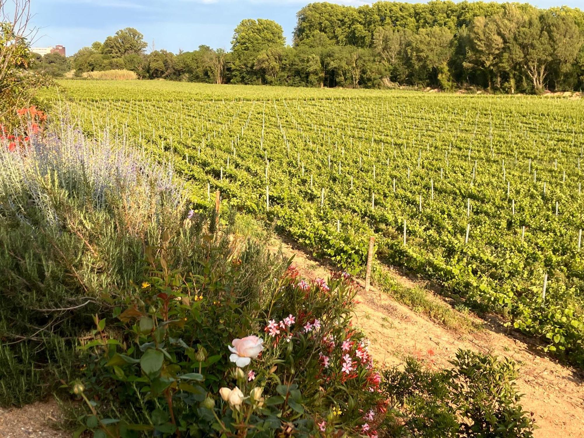 Domaine De L'Herbe Sainte Mirepeisset Eksteriør bilde